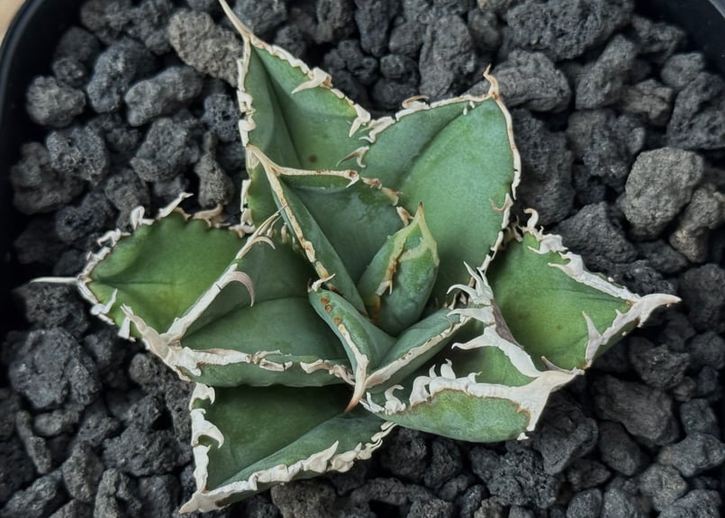 アガベ・チタノタ 白毫刺（芽）-018｜agave titanota | Plus_Plant