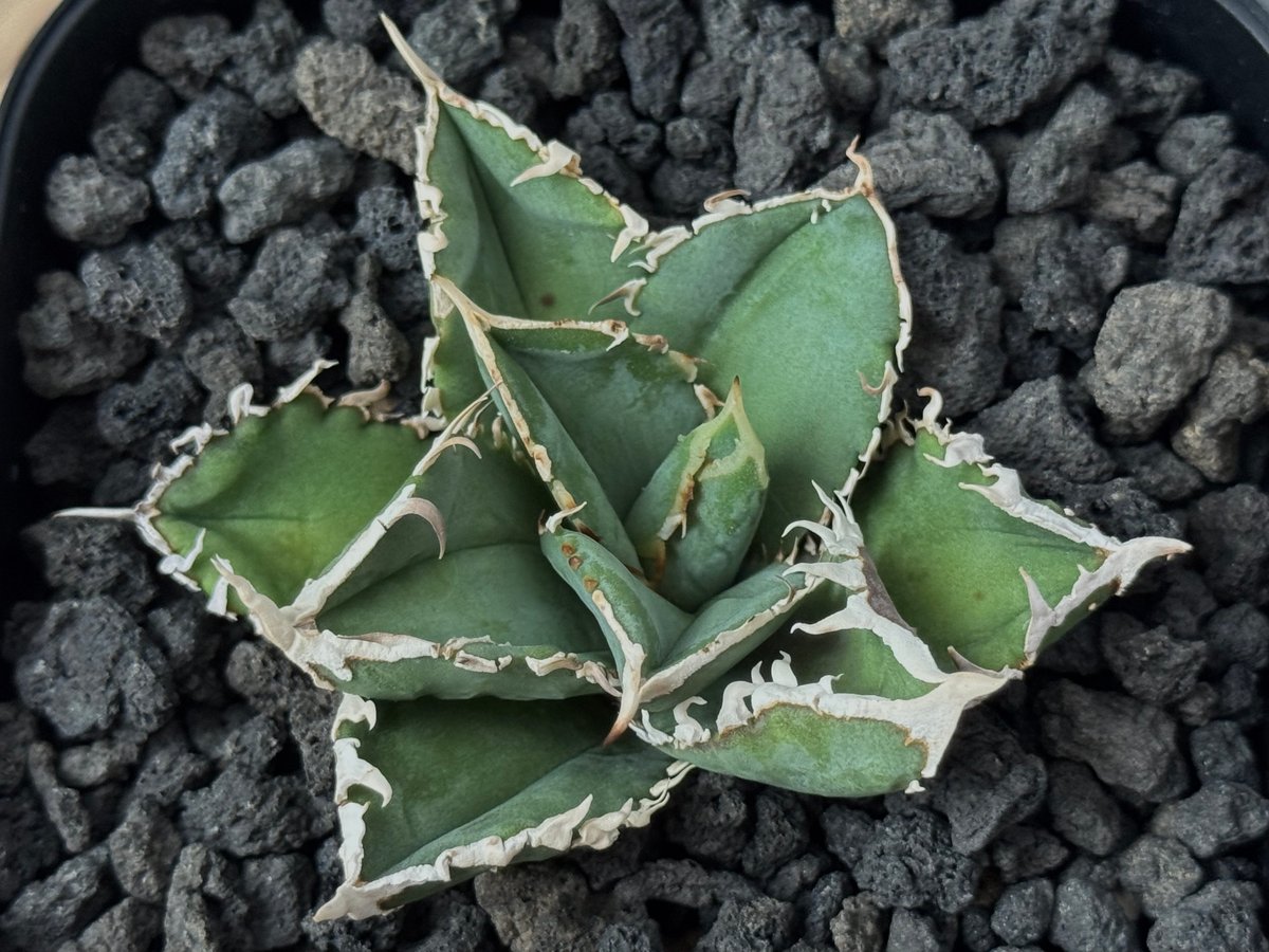 アガベ・チタノタ 白毫刺（芽）-018｜agave titanota | Plus_Plant