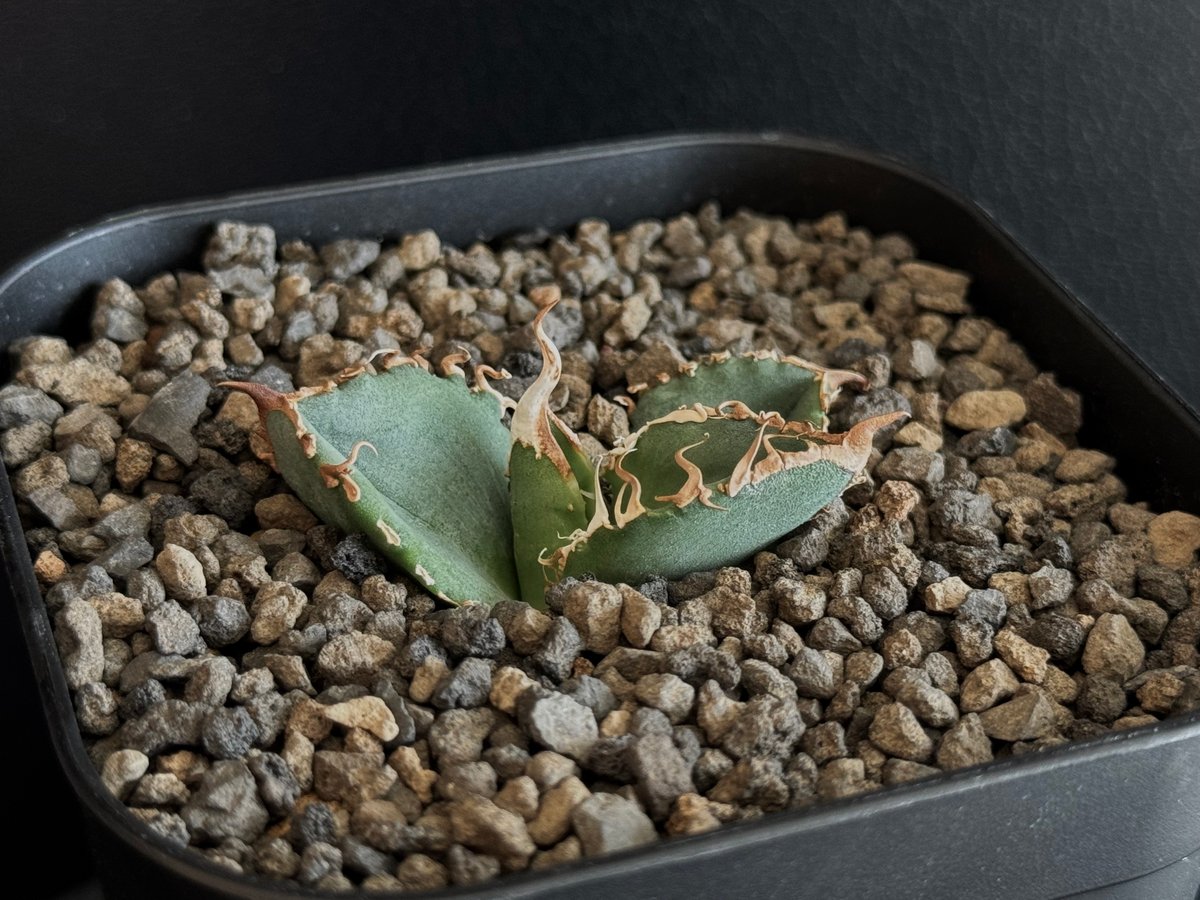 アガベ・チタノタ 隕石(ミーティアライト)-004|agave titanota アガベ・チタノタ 隕石(ミーティアライト)-004|agave titanota