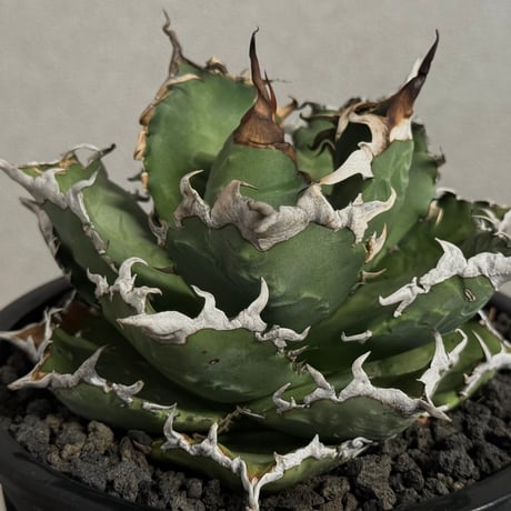 agavetitanota | STORES