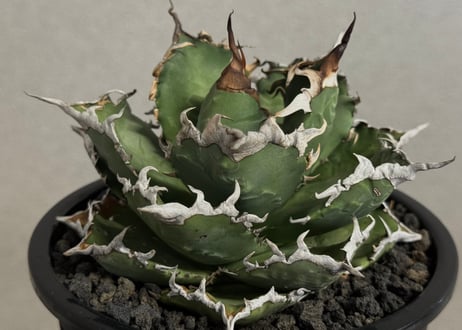 p*2様 森*丸様 アガベ　まとめ売り p*2様 森*丸様 アガベ まとめ売り p*2様 森