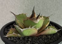 アガベ・チタノタ 流星(台湾Lize産)-001｜agave titanota Meteor
