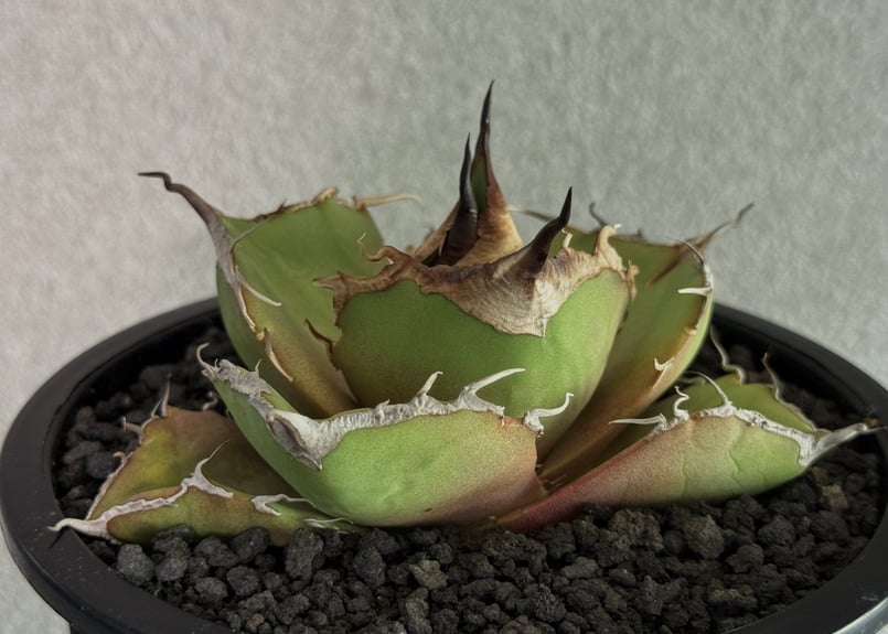アガベ・チタノタ 黒豹（小株）-063｜agave titanota black panthe