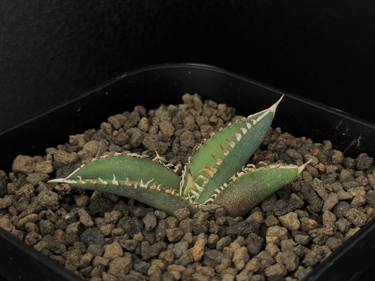 アガベ・チタノタ CJ-Special(芽)-004|agave titanota CJ-Sp アガベ・チタノタ CJ-Special(芽)-004|agave titanota CJ-Sp