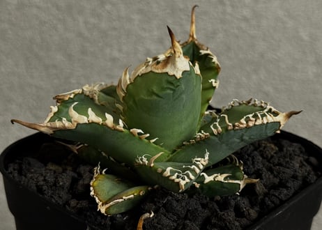 アガベ・チタノタ 白幽霊（芽）-006｜agave titanota white ghost