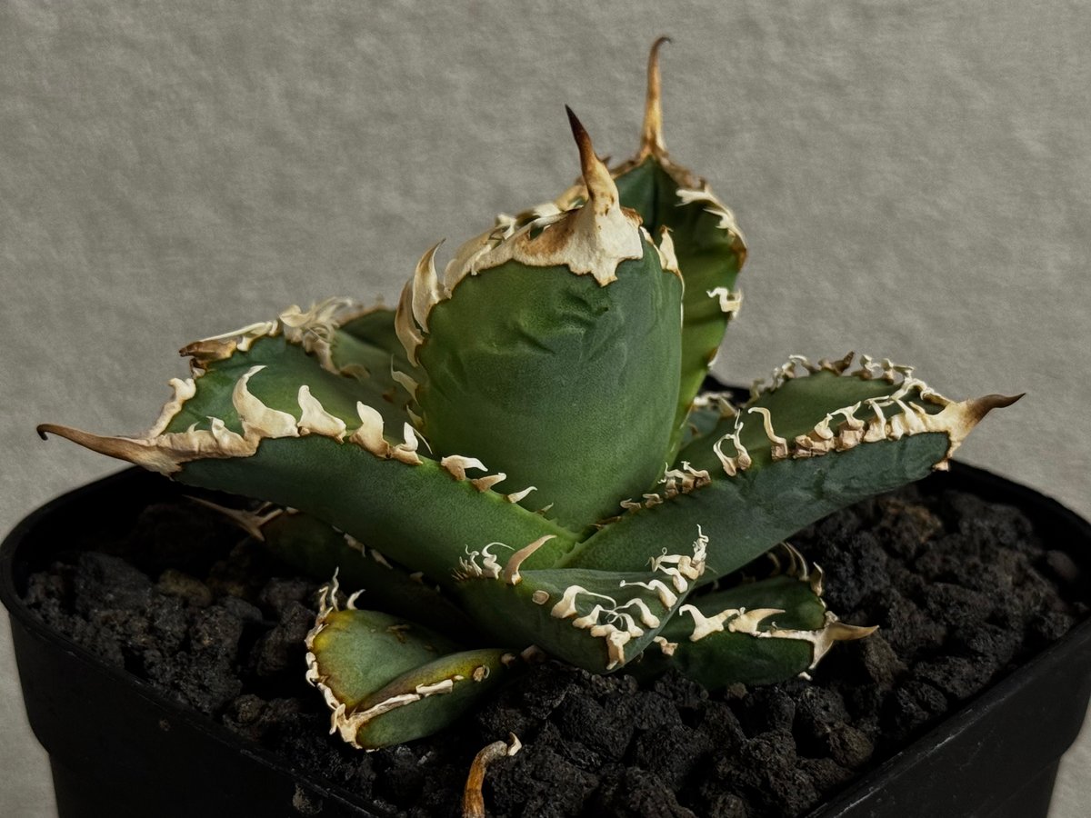 アガベ・チタノタ 白幽霊（芽）-006｜agave titanota white ghost