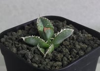 アガベ・チタノタ白鯨（ボールタイプ）中-062｜agave titanota white wh