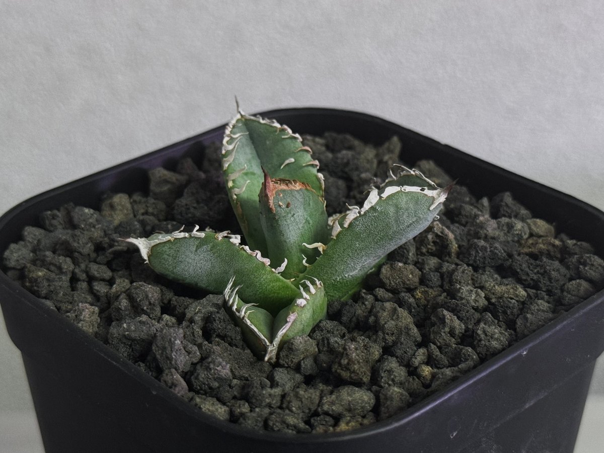 アガベ　チタノタ　麻花　ブツブツ　親株 台湾産 アガベ ブツブツ 麻花 中株 先着2点》アガベ チタノタ '麻花