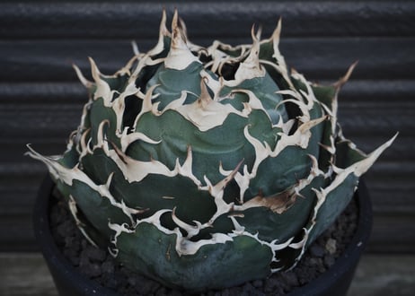 アガベ・チタノタ白鯨（ボールタイプ）大-037｜agave titanota white whale