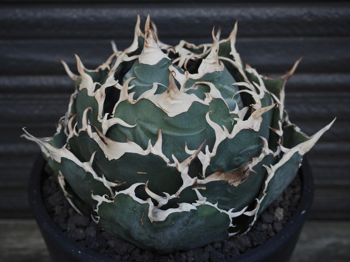 アガベ・チタノタ白鯨(ボールタイプ)大-037|agave titanota アガベ・チタノタ白鯨(ボールタイプ)大-037|agave titanota