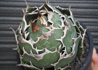 アガベ・チタノタ白鯨(ボールタイプ)大-048|agave titanota アガベ・チタノタ白鯨(ボールタイプ)大-048|agave titanota