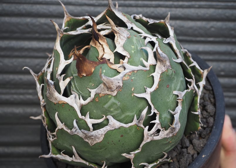 アガベ　白鯨　チタノタ　ボール アガベ・チタノタ白鯨（ボールタイプ）中-065｜agave titanota