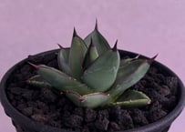 アガベ・チタノタ CG01 追星（芽/大）-011｜agave CG01/Cok | Plus