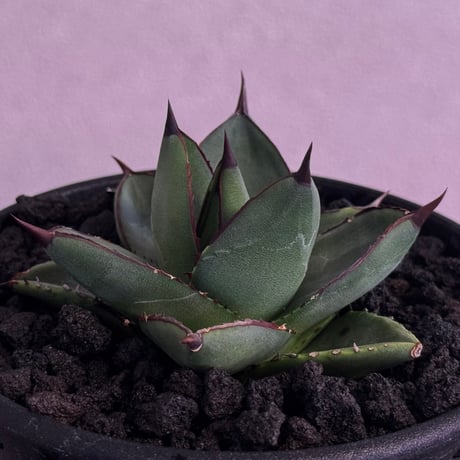 アガベハイブリッド | STORES