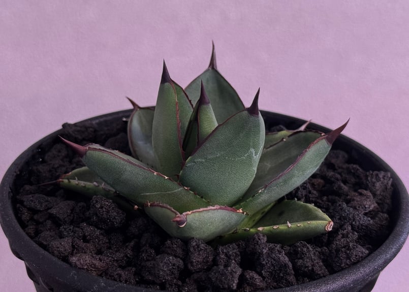 アガベ・笹の雪×イシスメンシス ハイブリッド（芽）-005｜ agave