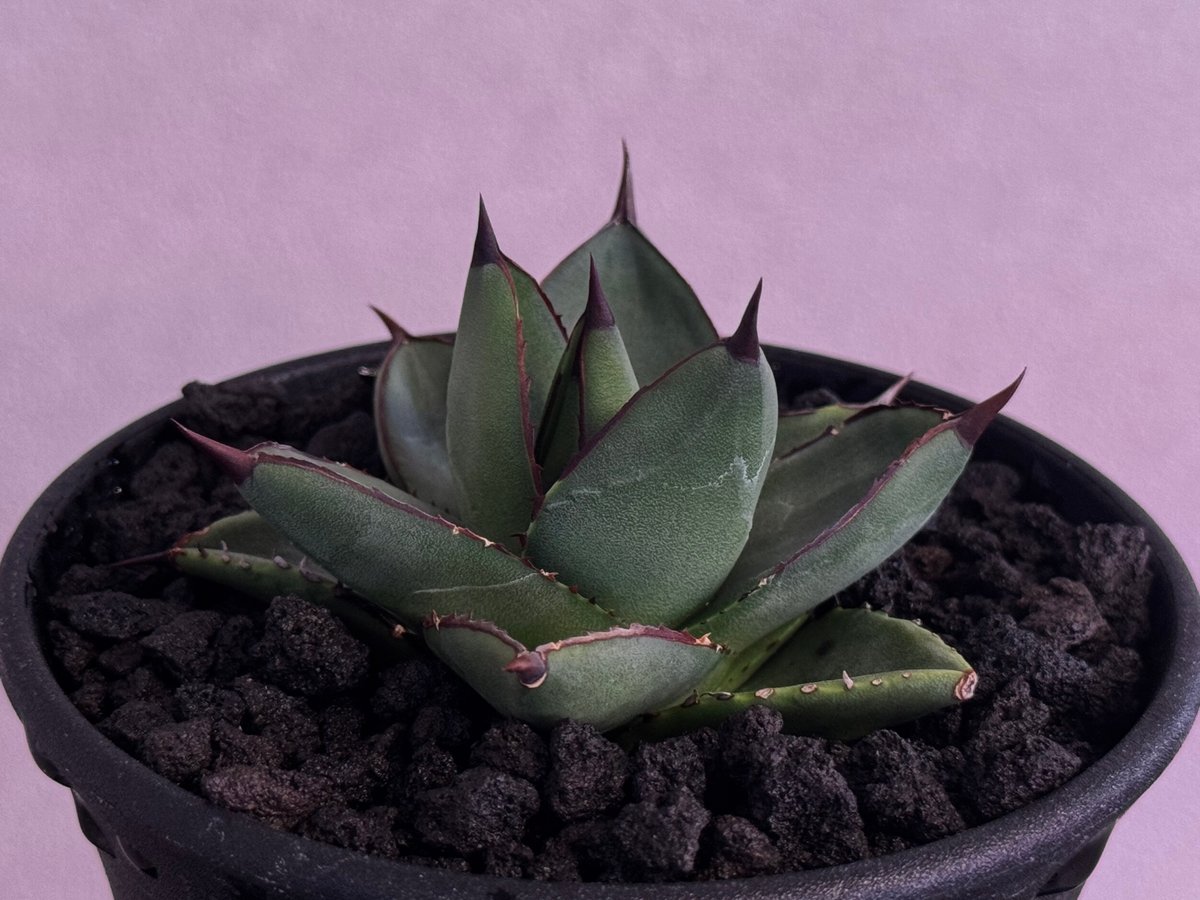 アガベ・笹の雪×イシスメンシス ハイブリッド（芽）-005｜ agave