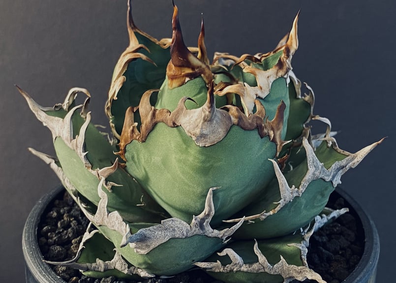 アガベ・チタノタ シーザー(凱撒)中/大-018|agave titanota caesar ... AGAVE TITANOTA CAESAR アガベ シーザー 凱撒 大株