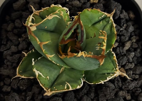 アガベ・チタノタ 疣猪/丸叶背刺（芽）-017｜agave titanota warthog