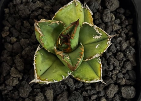 アガベ・チタノタ ハンスのぶつぶつ（芽）-001｜agave titanota Hanes no butsubutsu