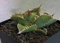 アガベ・チタノタ（ノーネーム）004｜agave titanota No Name