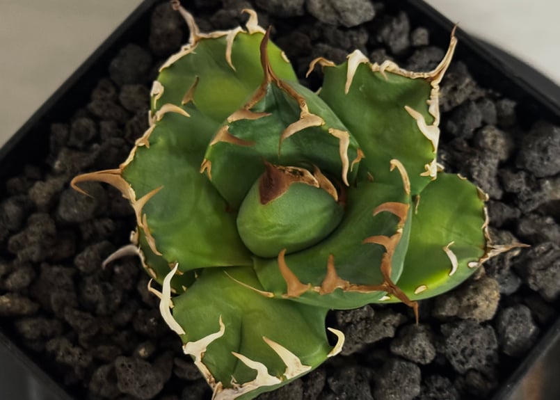 アガベ・チタノタ 魔丸（芽）-041｜agave titanota imps | Plus_P