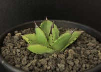 アガベ・チタノタ CG01 追星（芽/大）-008｜agave CG01/Cok | Plus