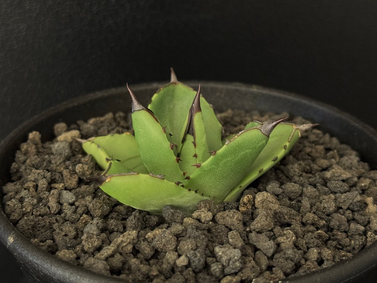 アガベ　ハイブリッド　笹の雪×ハデス　子株出品　活着済み アガベ・笹の雪×イシスメンシス ハイブリッド（芽）-003｜ agave