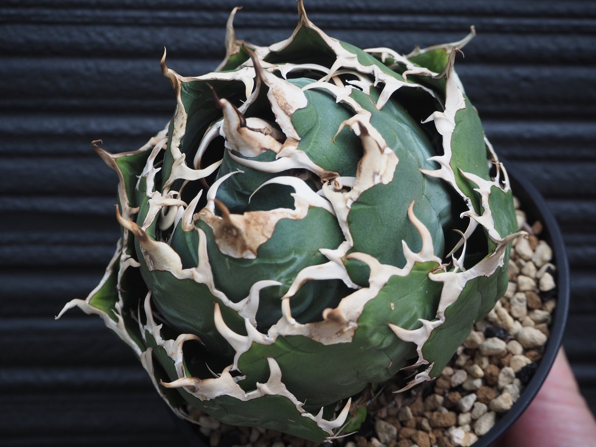 アガベ・チタノタ白鯨(ボールタイプ)大-067|agave titanota アガベ・チタノタ白鯨(ボールタイプ)大-067|agave titanota