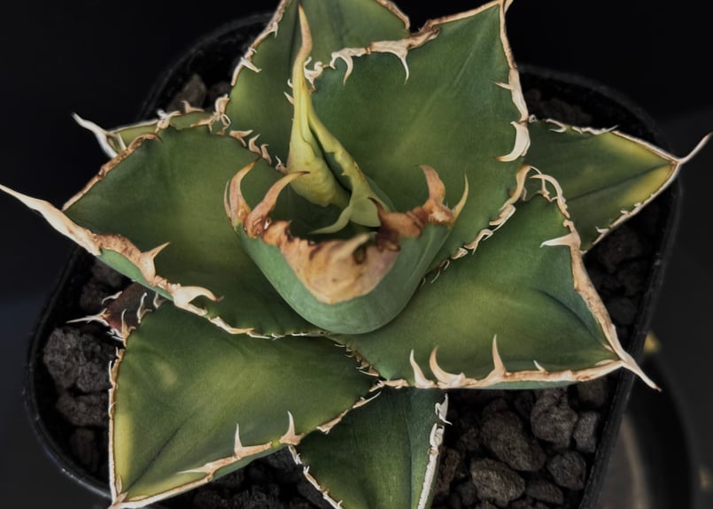 アガベ・チタノタ 緑幽霊（芽）-002｜agave titanota green