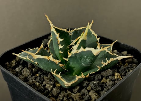 アガベ・チタノタ 海王（小株）-024｜agave titanota aqua man