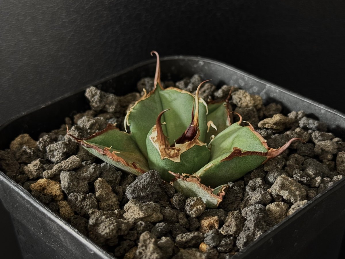 アガベ・チタノタ 黒豹（芽）-050｜agave titanota black panther