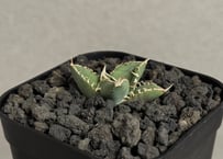 アガベ・チタノタ ビースト-003（芽）｜agave titanota beast | Plu