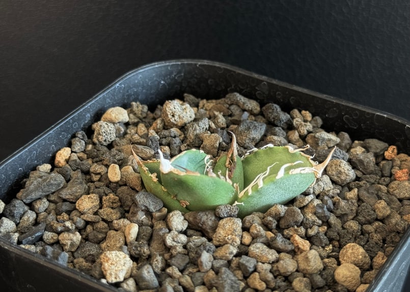 アガベ チタノタ ぶつぶつ系 小株 Agave titanota アガベ チタノタ