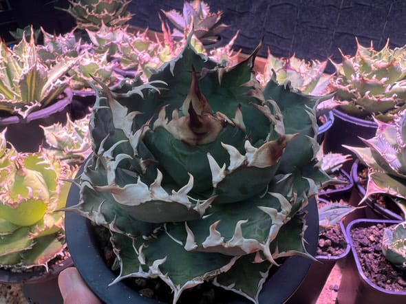 アガベ・チタノタ 徳尔塔(芽)-009｜agave titanota Delta | Plus