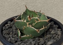 アガベ・チタノタ CG01 追星（芽/大）-011｜agave CG01/Cok | Plus