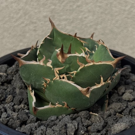 アガベ阿修羅 | STORES