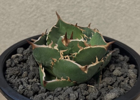 アガベ・チタノタ（ノーネーム）(小株)-009 ｜agave titanota No Name