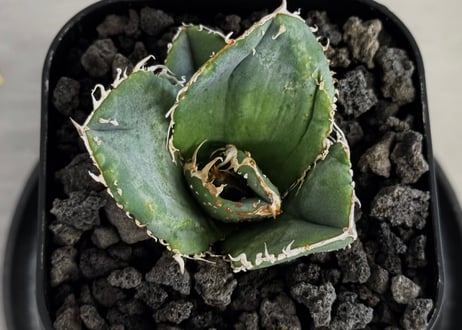 アガベ・チタノタ 蚩尤（芽）-011｜agave titanota chiyou