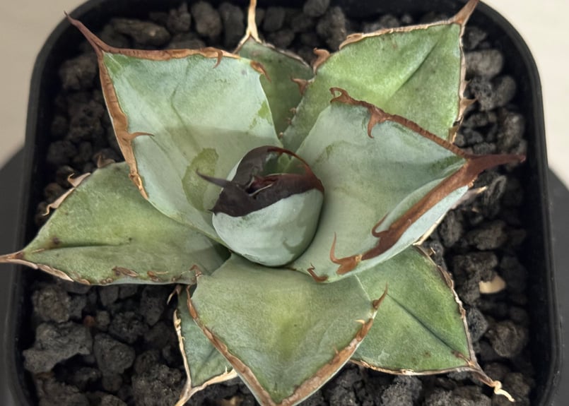 アガベ・チタノタ LQH_土（芽）006｜agave titanota saturn | Pl