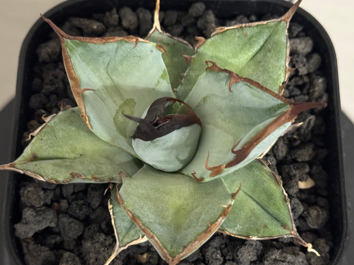 アガベ・チタノタ LQH_土（芽）006｜agave titanota saturn | Pl