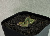 アガベチタノタ　ビースト アガベ・チタノタ ビースト-001（芽）｜agave titanota beast