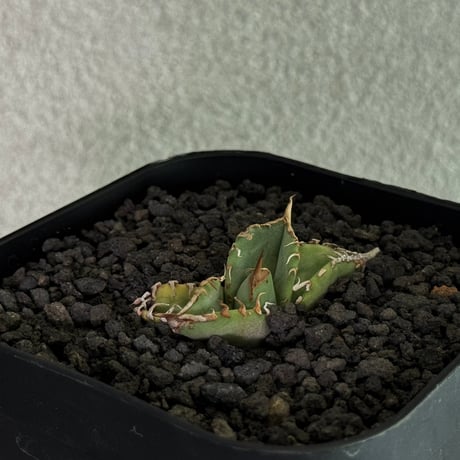 アガベ星空 | STORES