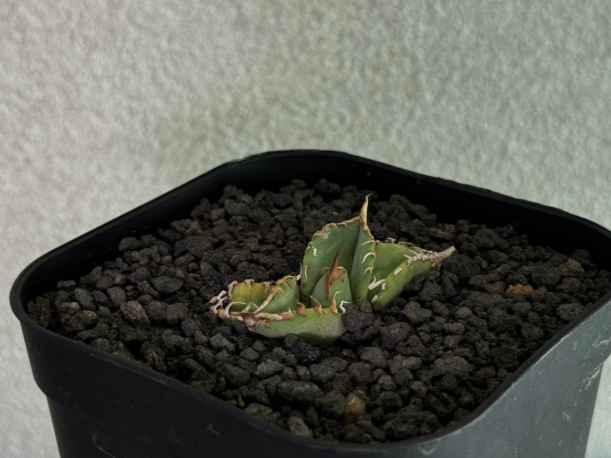 アガベ・チタノタ 星空/台湾agave cho産（芽）-005｜agave titanota