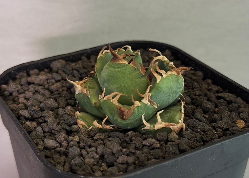 アガベ・チタノタ 魔丸（芽）-039｜agave titanota imps | Plus_P