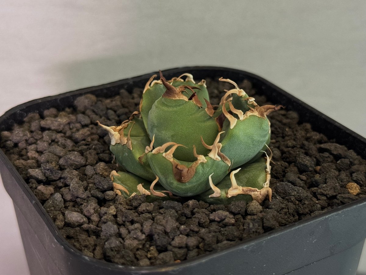 アガベ・チタノタ 魔丸（芽）-039｜agave titanota imps | Plus_P