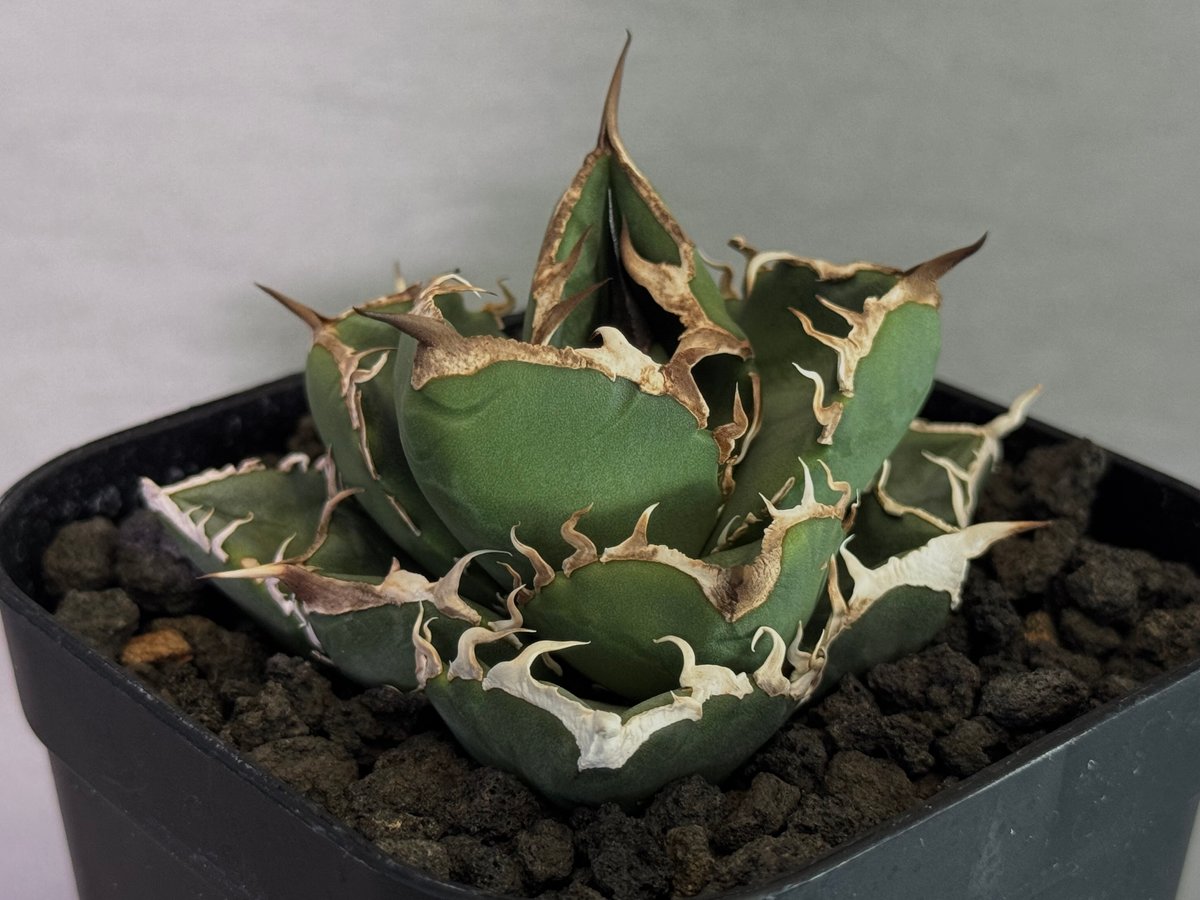 立可白/SAD(芽/大）-045｜agave titanota south african d