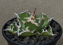 アガベ・チタノタ 姫厳竜白中斑（小株）-001｜agave titanota