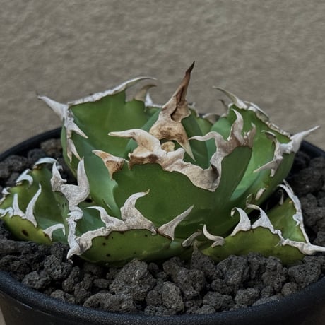 アガベ螃蟹 | STORES