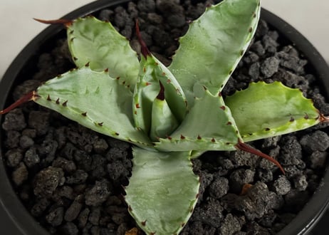 アガベ ハイブリッド・曲刺八荒雷神｜（芽／台湾Hanes）-001｜agave Potatorum×Macroacantha