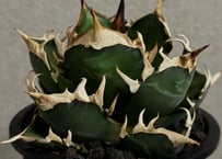 アガベ・笹の雪×イシスメンシス ハイブリッド（芽）-002｜ agave